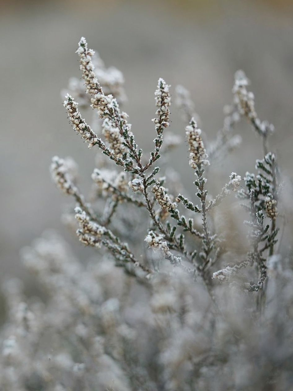 The Seasonal